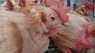 Etikettering van 'verborgen' eieren blijkt haalbaar