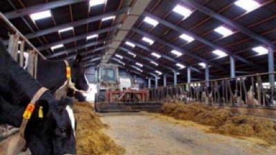 Foto van megastallen | Archief FBF.nl