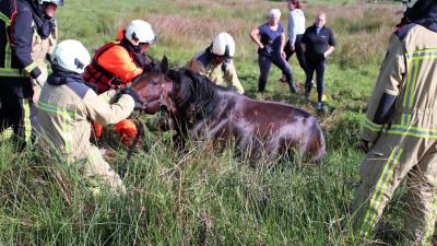 Brandweer trekt paard uit de sloot