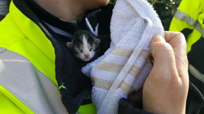 Dierenbescherming haalt 60 katten uit woning