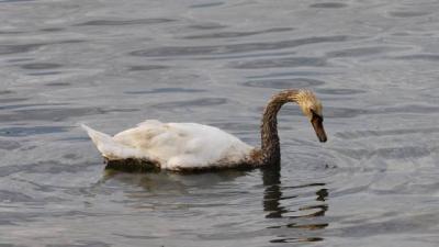 Dieren besmeurd met olie na lekkage in Rotterdam Botlek