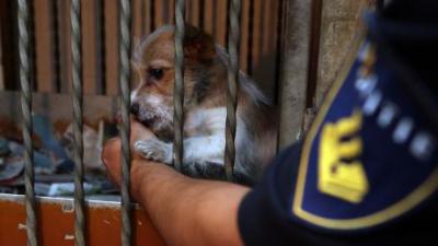 Foto van in beslag genomen pup | Politie