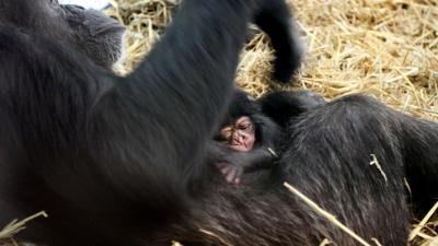 Foto van chimpansee Amber | Artis Ronald van Weeren