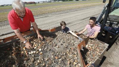 Recordoogst tulpenbollen