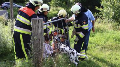 Dalmatiër vast in hek