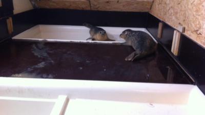 Zeehondencrèche Pieterbuuren is bereid deel opvang Ecomare over te nemen