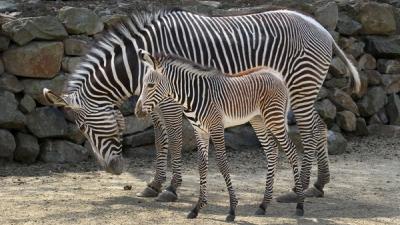 Pasgebprem zebraveulen met moeder Zohra | Artis Ronald van Weeren