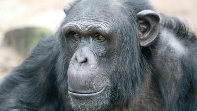 chimpansee Tumbili (21) overleden