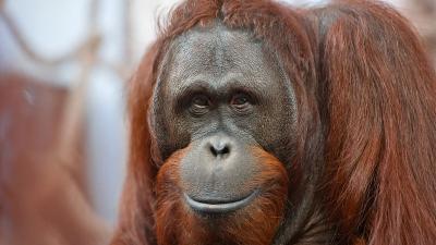 Orang-oetan Binti (18) in water Apenheul gevallen en overleden