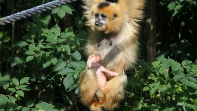 Kleinste mensaap in Artis geboren