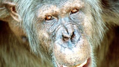 bedreigde orang-oetans