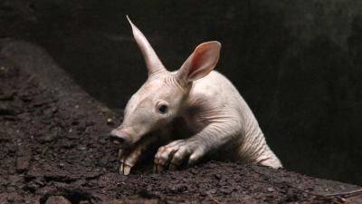 Burgers’ Zoo jongste aardvarken wordt 1 jaar