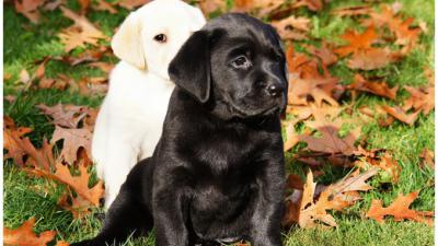39 labradors in optocht door Maastricht