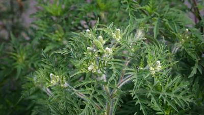 NVWA roept iedereen op om Ambrosiaplant uit te roeien
