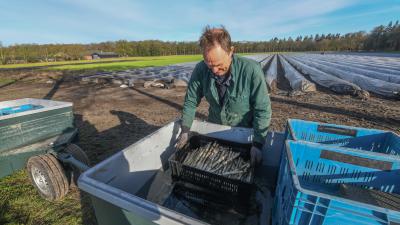 Lambert bekijkt zijn witte goud