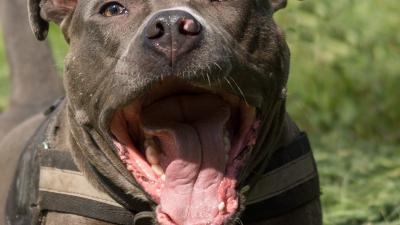 Vrouwen in Kerkrade gewond na aanval door hond