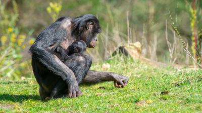 Moeder met baby Bonobo