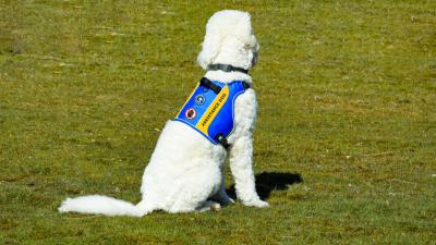 hulphond duidelijk herkenbaar aan dekje