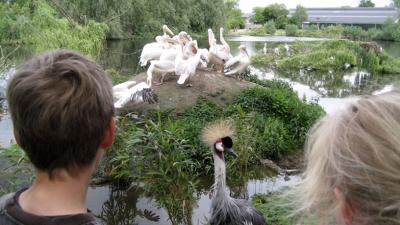 Vogelpark Avifauna in Alphen aan den Rijn is toch weer open. 