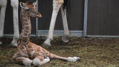 Geboortegolf girafjes in Safaripark Beekse Bergen