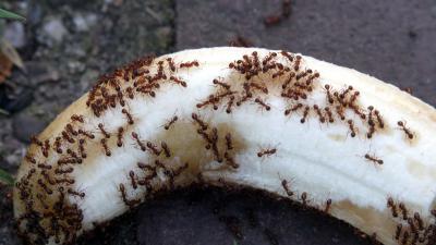 Is het gedaan met de banaan?