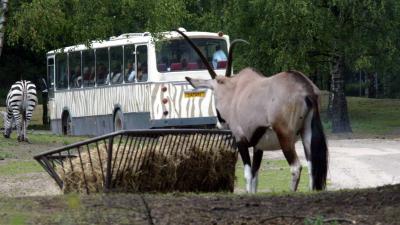 Lady Maya, zeearend en icoon vogelsafari Beekse Bergen, verdwenen na ruzie met meeuwen