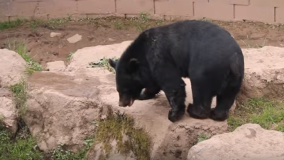 Chinese vrouw ontdekt dat ze geen hond maar een beer in huis heeft