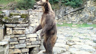 Moeder en kind in Canada gedood door Grizzlybeer 