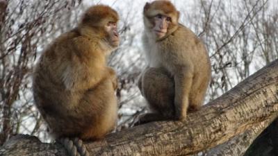 Dierenrijk: probleempje met plassende aap Pico