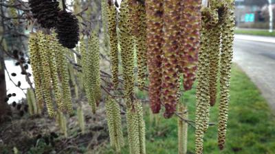 berken-pollen-hooikoorts