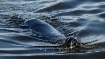 Zeehond gooit roet in het eten tijdens Marinedagen