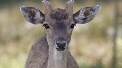 Boswachters weigeren gezonde dieren af te schieten