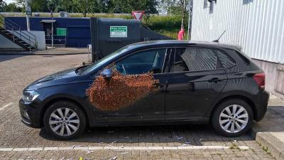 Man treft 20.000 bijen op zijn auto