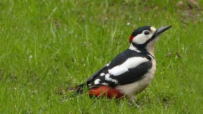 Nieuwegein veroordeeld voor vernielen nest bonte specht  