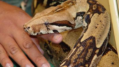 boaconstrictor