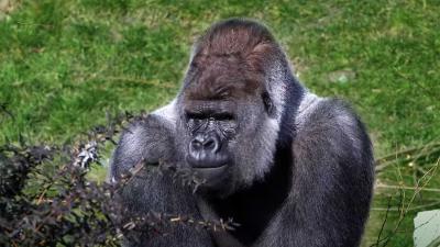 bokito-gorilla