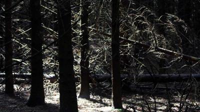 Staatsbosbeheer stopt met particuliere bomenkap na dodelijk ongeval