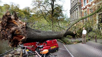 Foto van boom op auto Amsterdam | BON