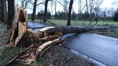 Omgewaaide boom verspert rijbaan aan Nergena in Boxtel