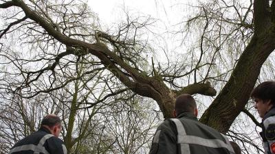 Foto van brandweermannen bij boom | Archief Flashphoto.nl | www.flashphoto.nl