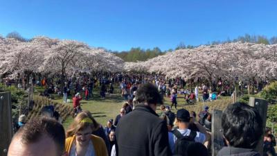 Drukte in Amsterdamse bos vanwege lenteweer en bloeiende Bloesempark