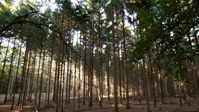 Foto van bomen in bos | Archief EHF
