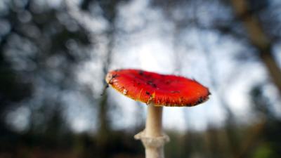 Extreem vroege start herfst