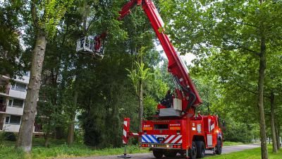 Brandweer redt kat uit boom Leemkuilenpark Best