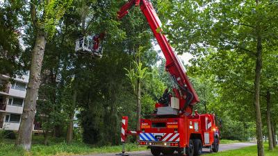 Brandweer redt kat uit boom Leemkuilenpark Best
