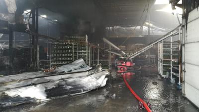 Grote brand verwoest plantenkwekerij in Roelofarendsveen 