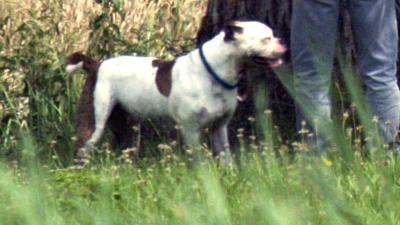 Vechthonden doodgeschoten na aanval op baasje