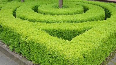 buxus-haag