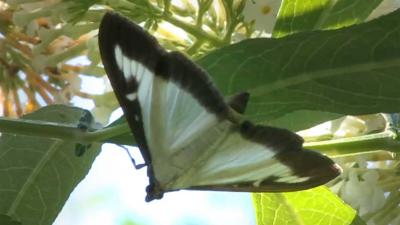 buxusmot-vlinderstichting