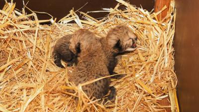 Cheeta tweeling